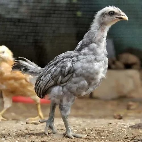 Country Chicken Chicks